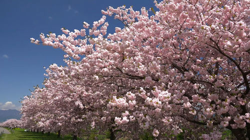 Low angle view of cherry blossoms against sky