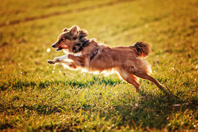 Dog jumping while running on grass