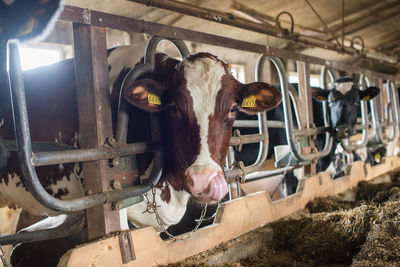 Portrait of cows at farm