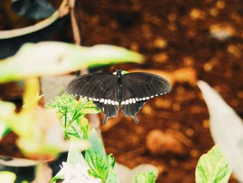 Close-up of butterfly on plant