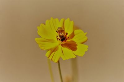 Close-up of bee pollinating on yellow flower