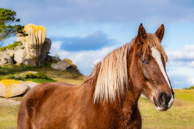 Horse standing on field