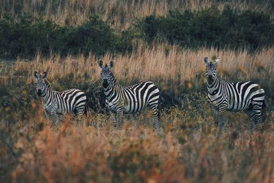 A herd of zebras at mount longonot national park, rift valley, kenya