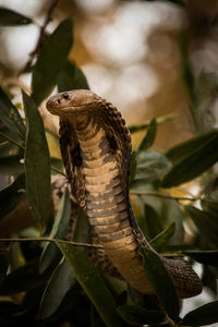 Close-up of cobra on plant in forest