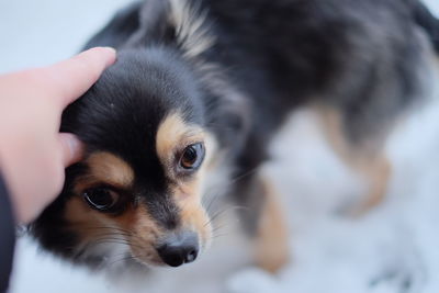 Close-up of puppy