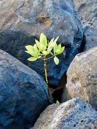 Close-up of flower growing on rock