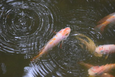 High angle view of koi carps swimming in lake