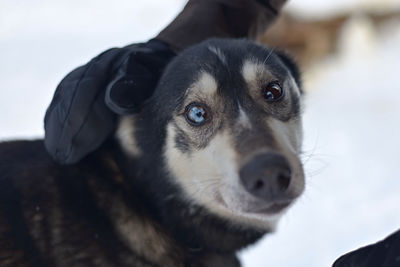 Close-up portrait of dog looking at camera