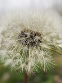 dandelion