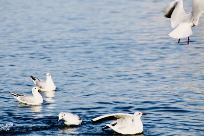 Swans swimming in lake