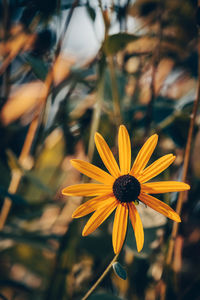 Close-up of yellow daisy flower