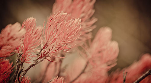 Close-up of flower against blurred background