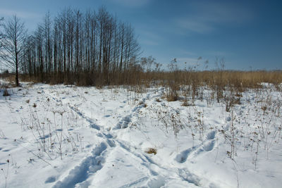 A small copse and snowy meadow, sunny winter day