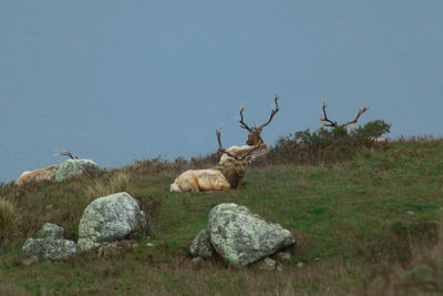 View of elk next to boulders 