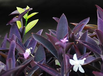 Close-up of flowers blooming outdoors