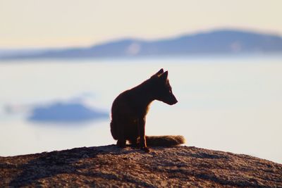 Cat standing on rock against sky