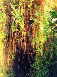 Close-up view of plants