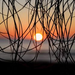 Silhouette plants against sky during sunset