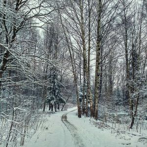 Bare trees on snow covered landscape