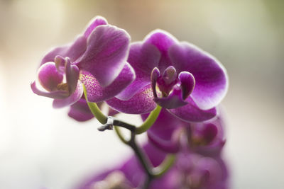 Close-up of purple flowering plant