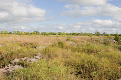 Scenic view of field against sky