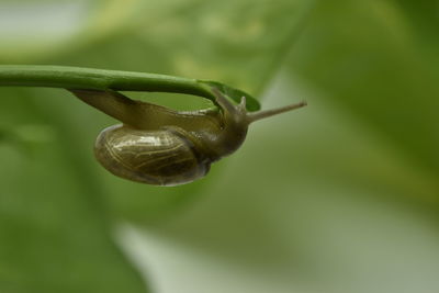 Close-up of snail on leaf