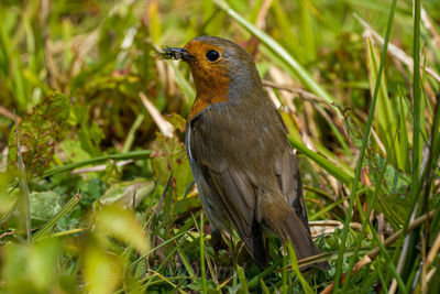 Bird perching on a field