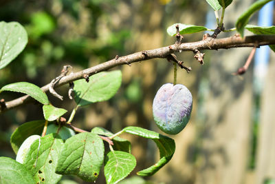 Close-up of berries growing on tree