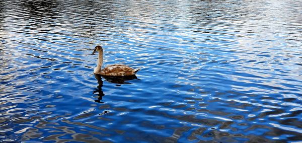 High angle view of duck swimming in lake