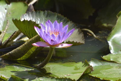 Close-up of lotus water lily in pond