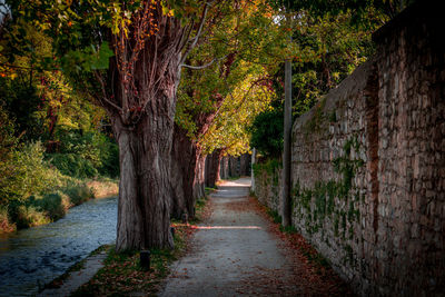 Footpath amidst trees in park during autumn