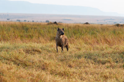 Full length of a horse on field