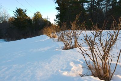 Trees on snow field against sky