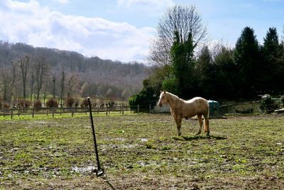 Horse grazing in a field