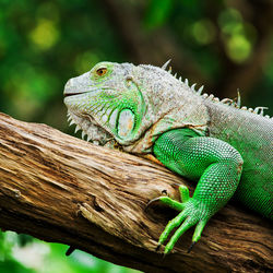 Close-up of lizard on tree