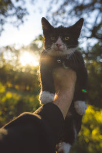 Full length of hand holding cat