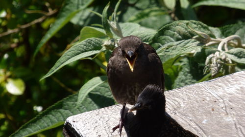 Close-up of bird perching on bird table