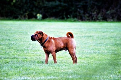 Side view of dog on field
