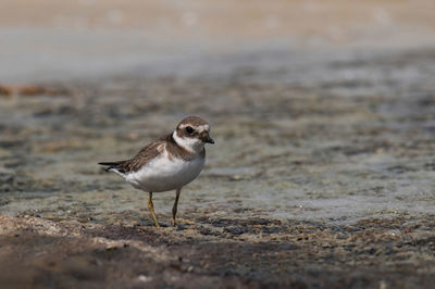 Close-up of bird perching on beach