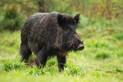 Side view of an animal on field