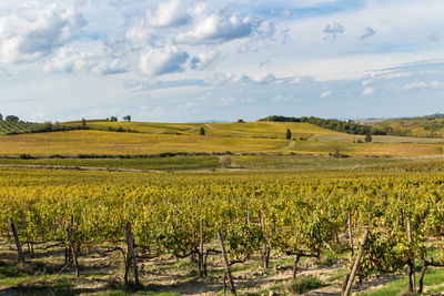 Scenic view of vineyard against sky