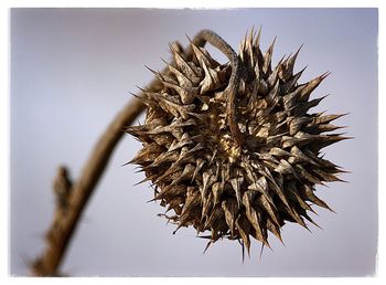 Close-up of dry thistle against clear sky
