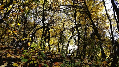 Low angle view of trees in forest during autumn