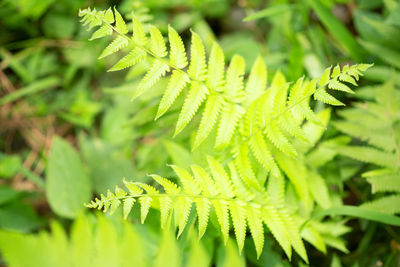 Close-up of green leaves on branch