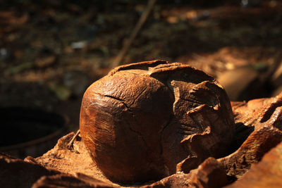 Close-up of dead tree on field