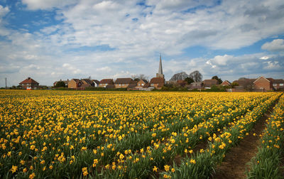 Yellow flowers growing on field against sky