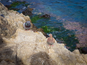 High angle view of bird perching on rock at beach