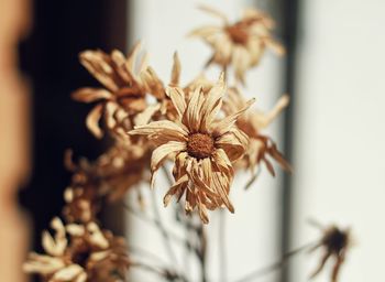 Close-up of wilted flower
