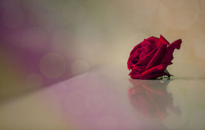 Red rose on glass table