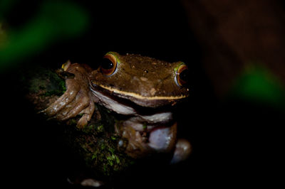 Close-up of lizard